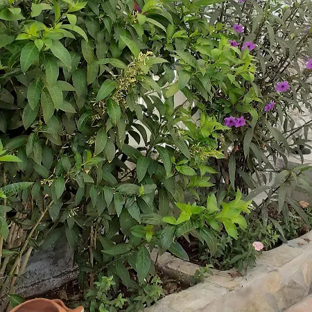 Hotel Pame Pantheos Kamena Wurla